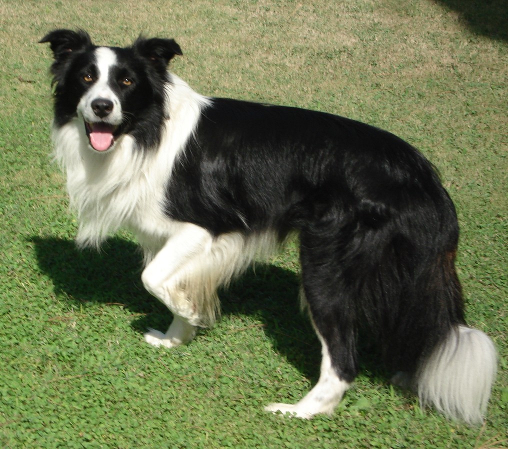 Saved by dogs: Kinds of Collies: Big or Little, Something for Most ...